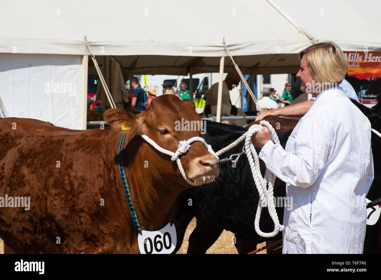 Woman  exhibiting Pedigree Brown cow at agricultural show Stock Photo