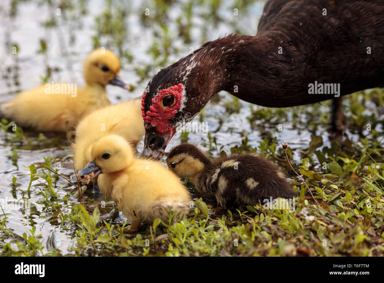 Baby Muscovy Duck