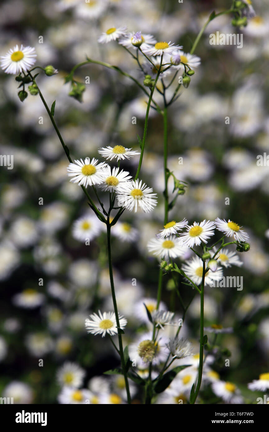 annual fleabane, daisy fleabane, eastern daisy fleabane Stock Photo Alamy