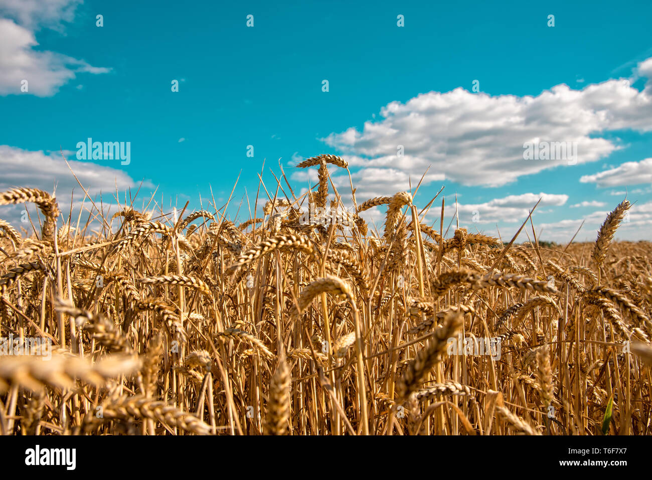Harvesting Of Cereals High Resolution Stock Photography and Images Alamy
