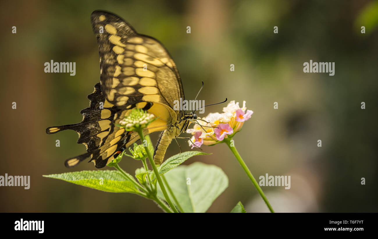 King Swallowtail Butterfly Stock Photo