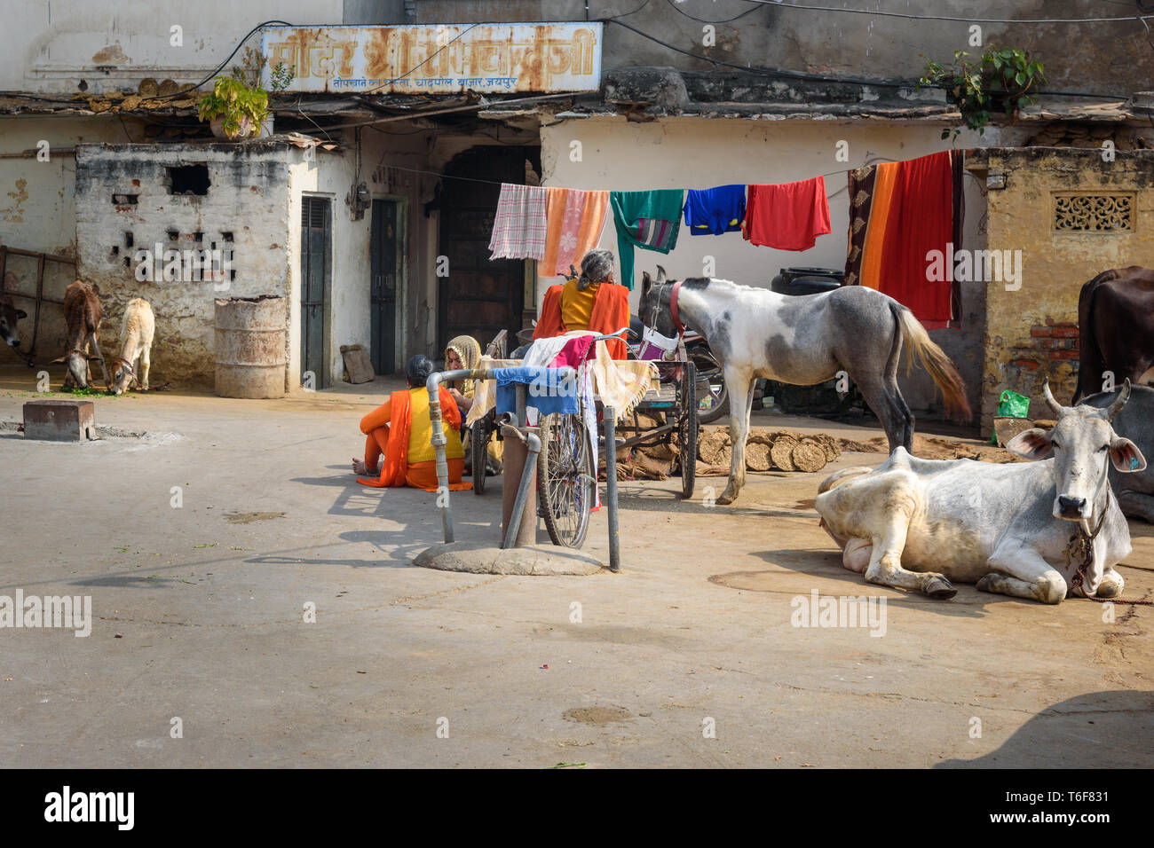 Girl with cow dung hi-res stock photography and images - Alamy
