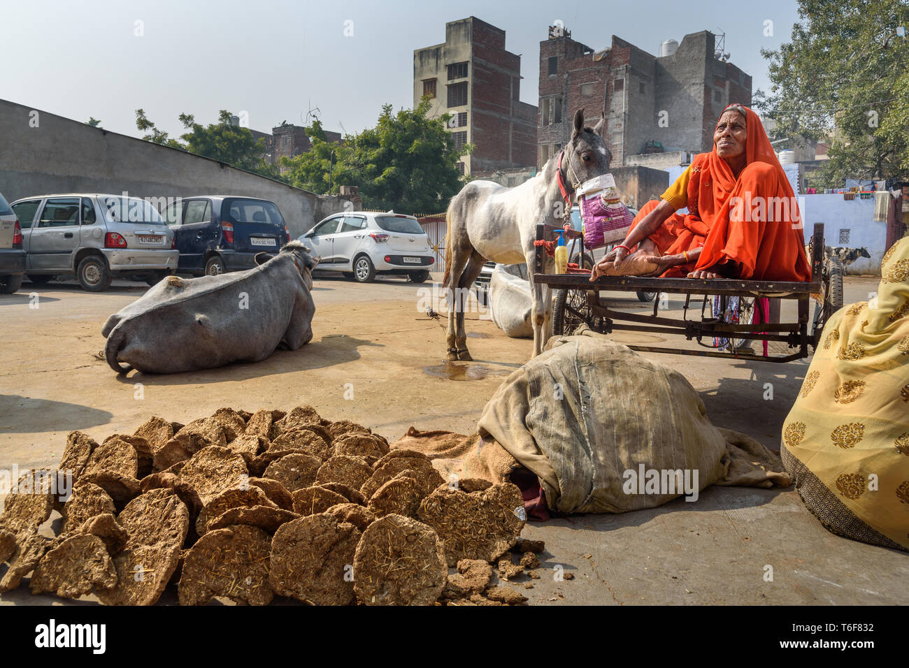 Girl with cow dung hi-res stock photography and images - Alamy