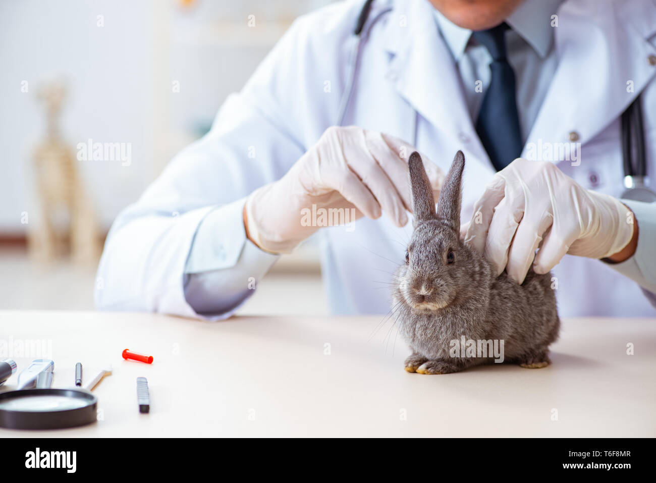 Vet doctor checking up rabbit in his clinic Stock Photo - Alamy