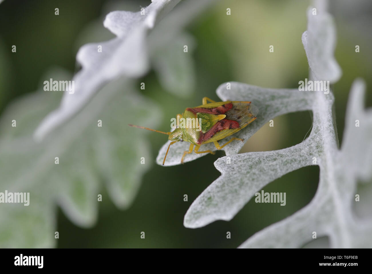 Shieldbug High Resolution Stock Photography and Images - Alamy