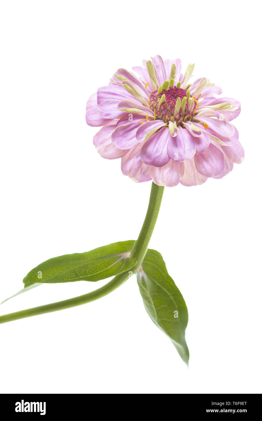 Common Zinnia Flower, Zinnia violacea, syn.: Zinnia elegans Stock Photo