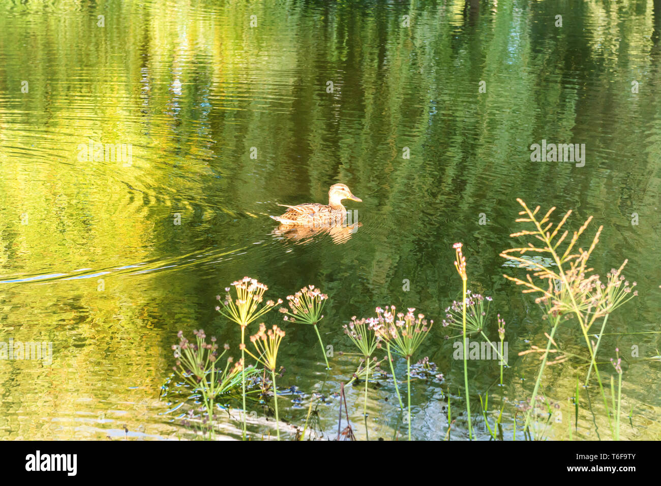 Duck at water with green reflection Stock Photo