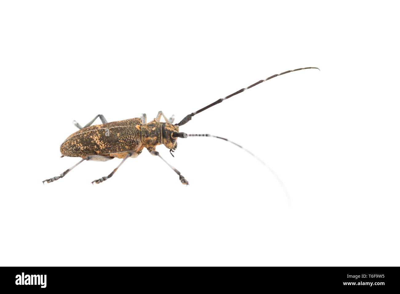 Longhorn beetle or longicorn Stock Photo