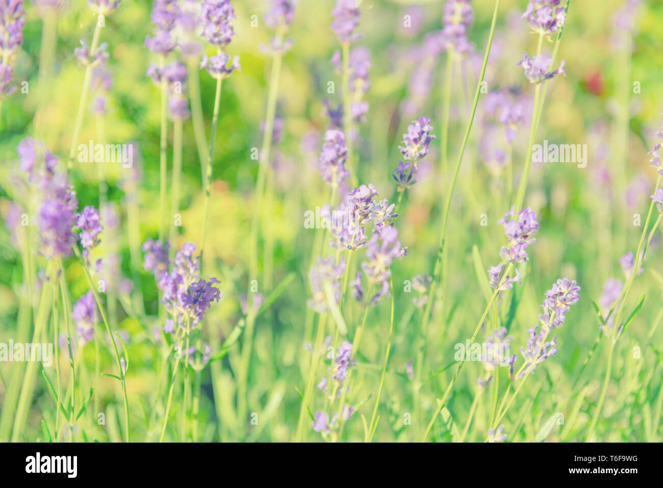 Lavender violet flowers on field Stock Photo Alamy