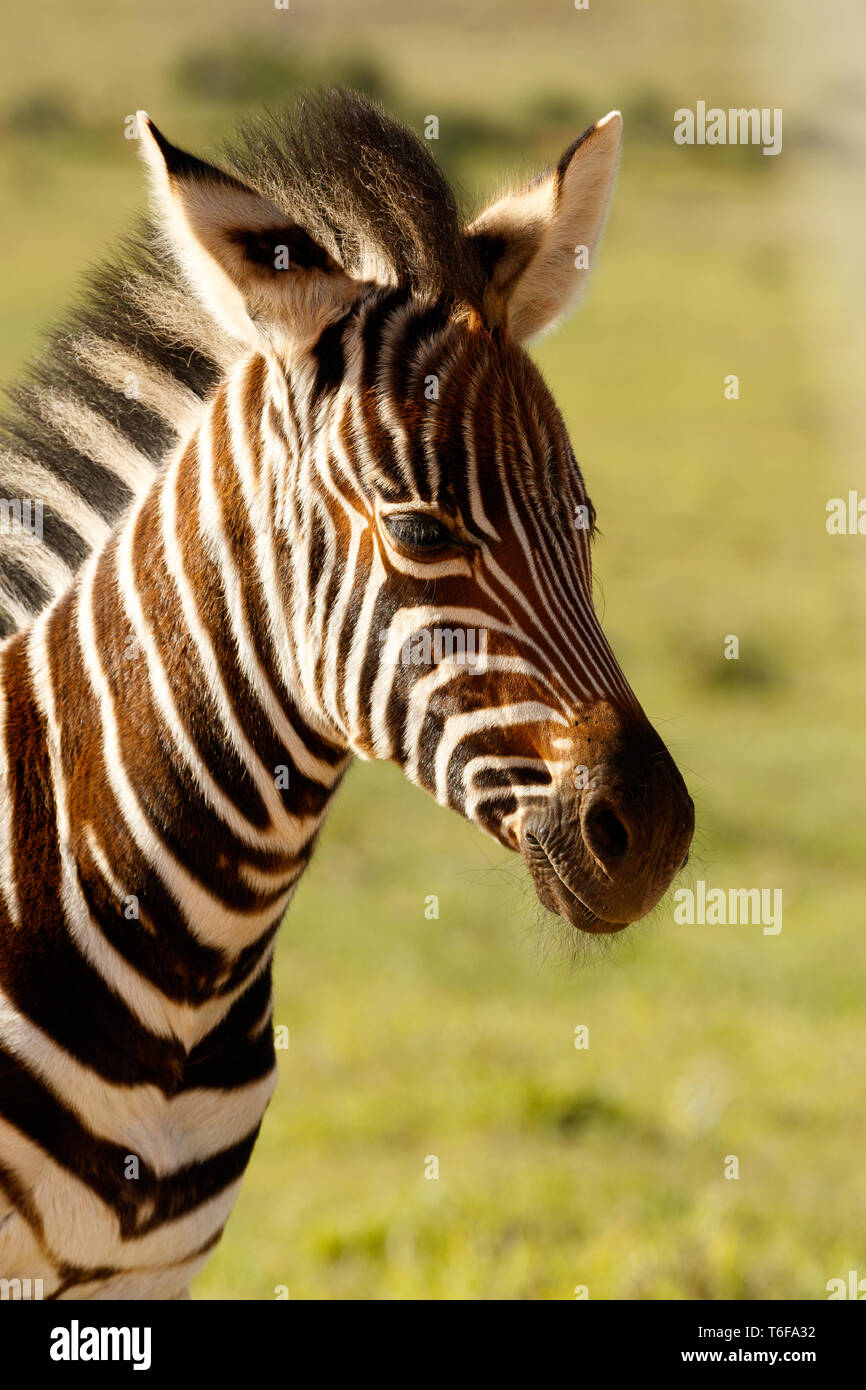 Zebra baby standing alone Stock Photo