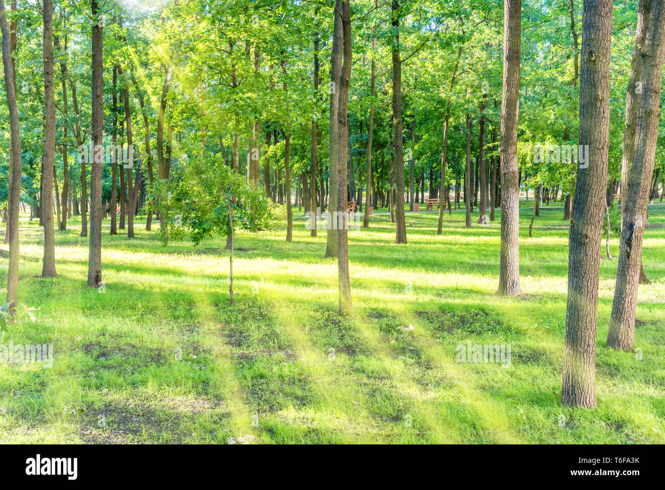 Sunny park with green grass Stock Photo - Alamy