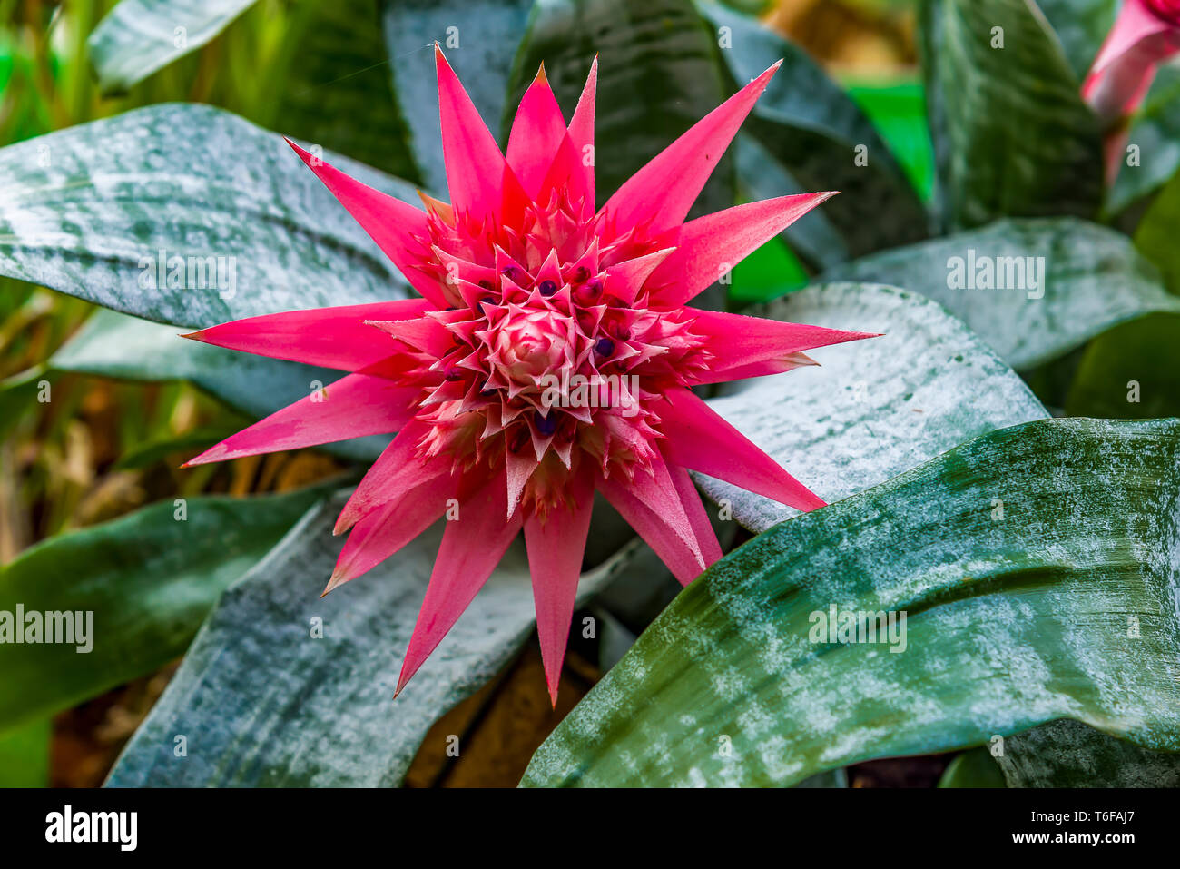 Beautiful Bromeliad with the Pink Flower. Stock Photo