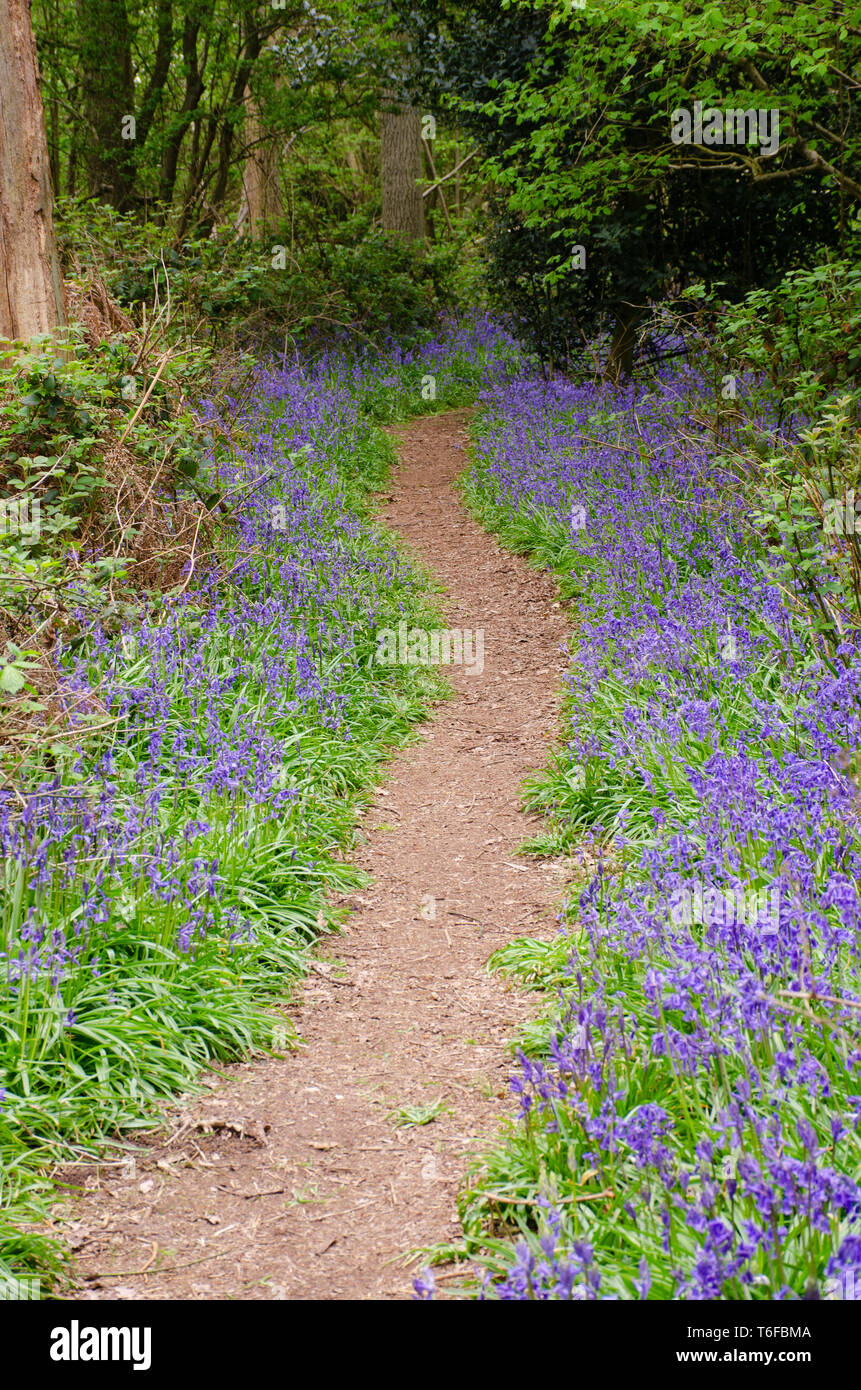 Forest path bordered by Bluebells Stock Photo