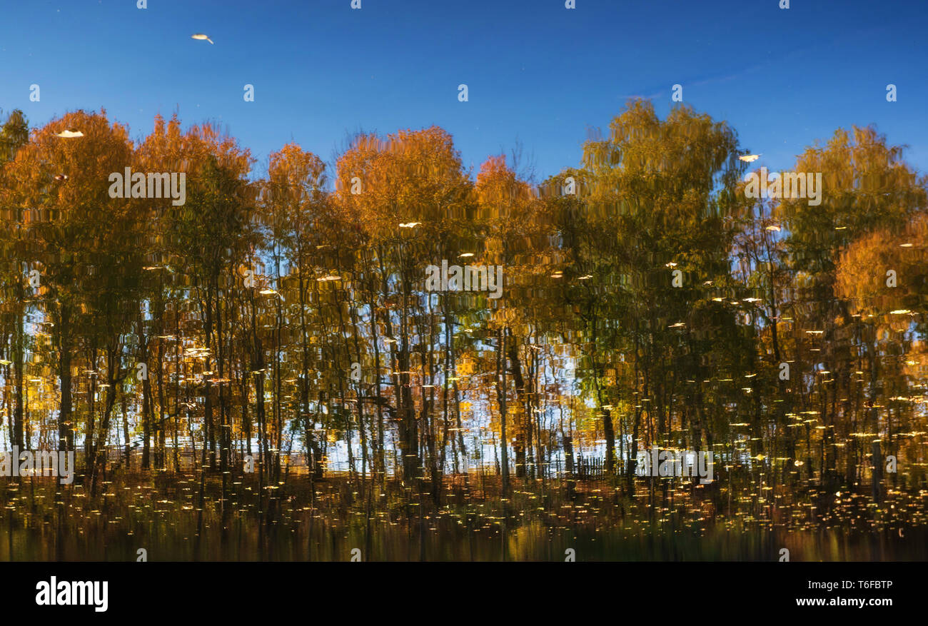 Reflection. Autumn forest is reflected in the water. Autumn. Stock Photo