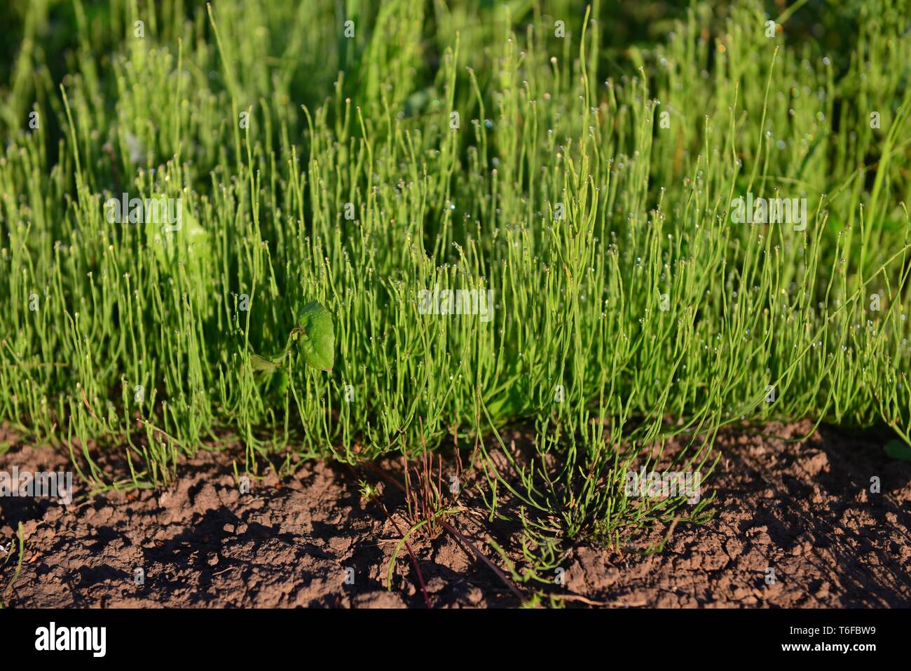 Green grass in dew grows on the ground Stock Photo