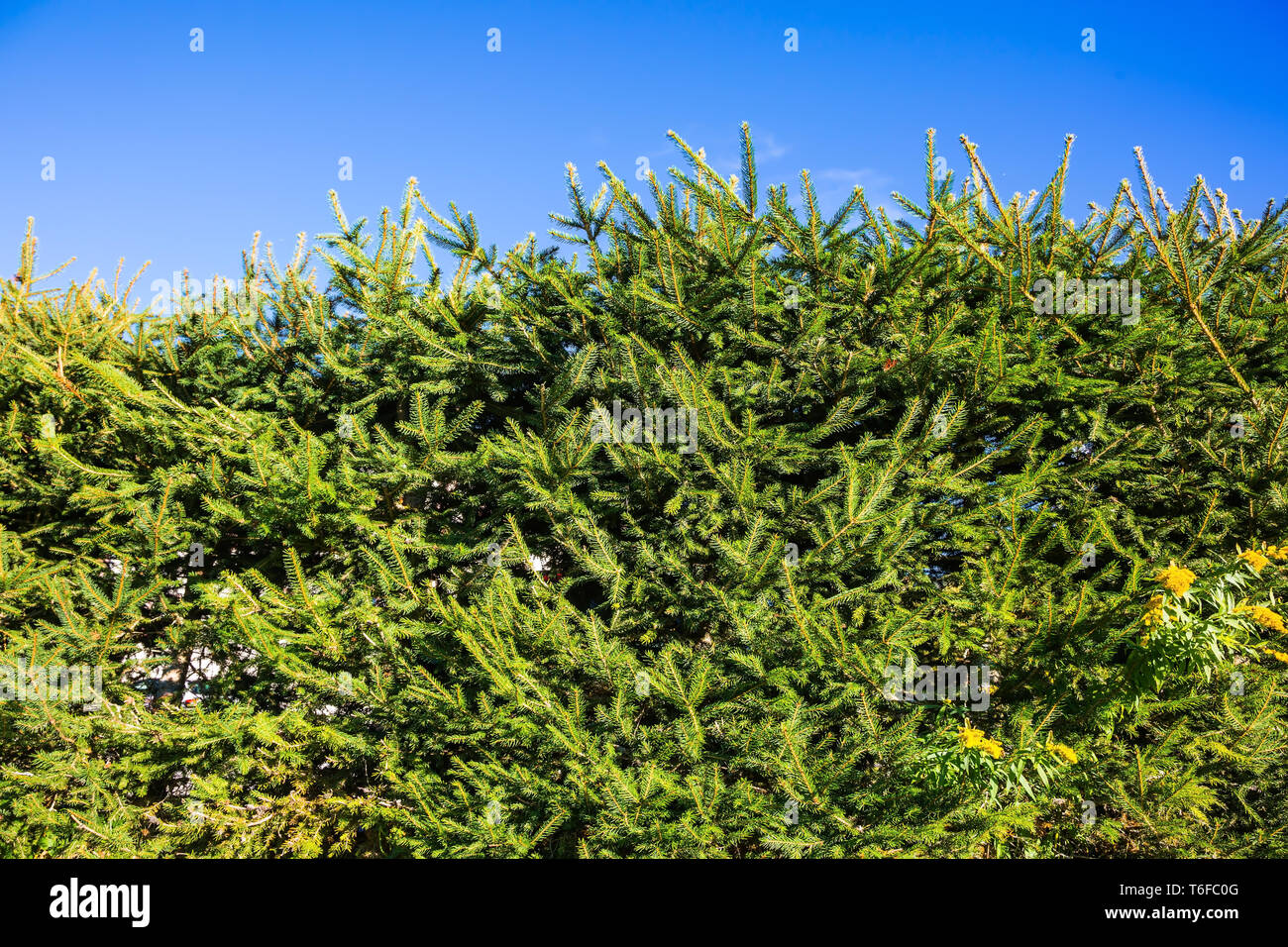 Spruce hedge hires stock photography and images Alamy