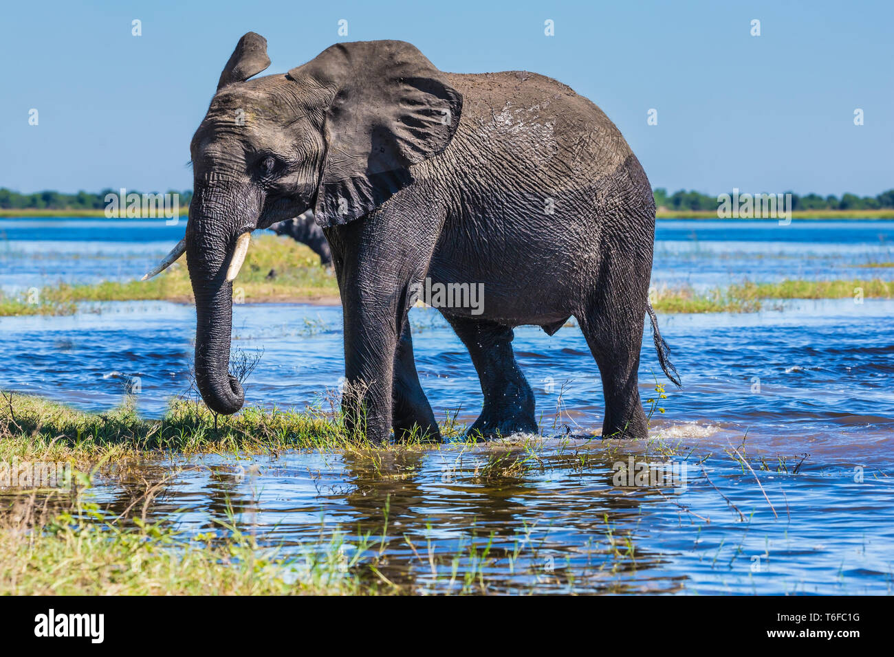 African elephant -  loner Stock Photo