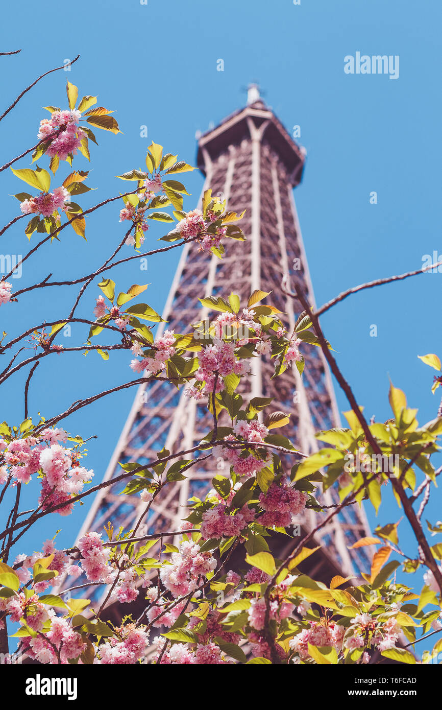 Spring tree branches with Eiffel Tower in the background Stock Photo