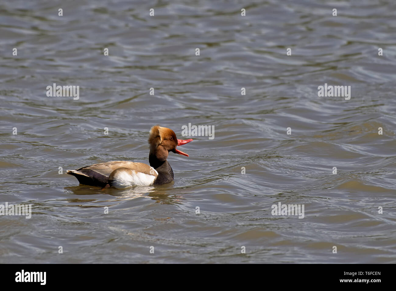 Red-crested Pochard Stock Photo