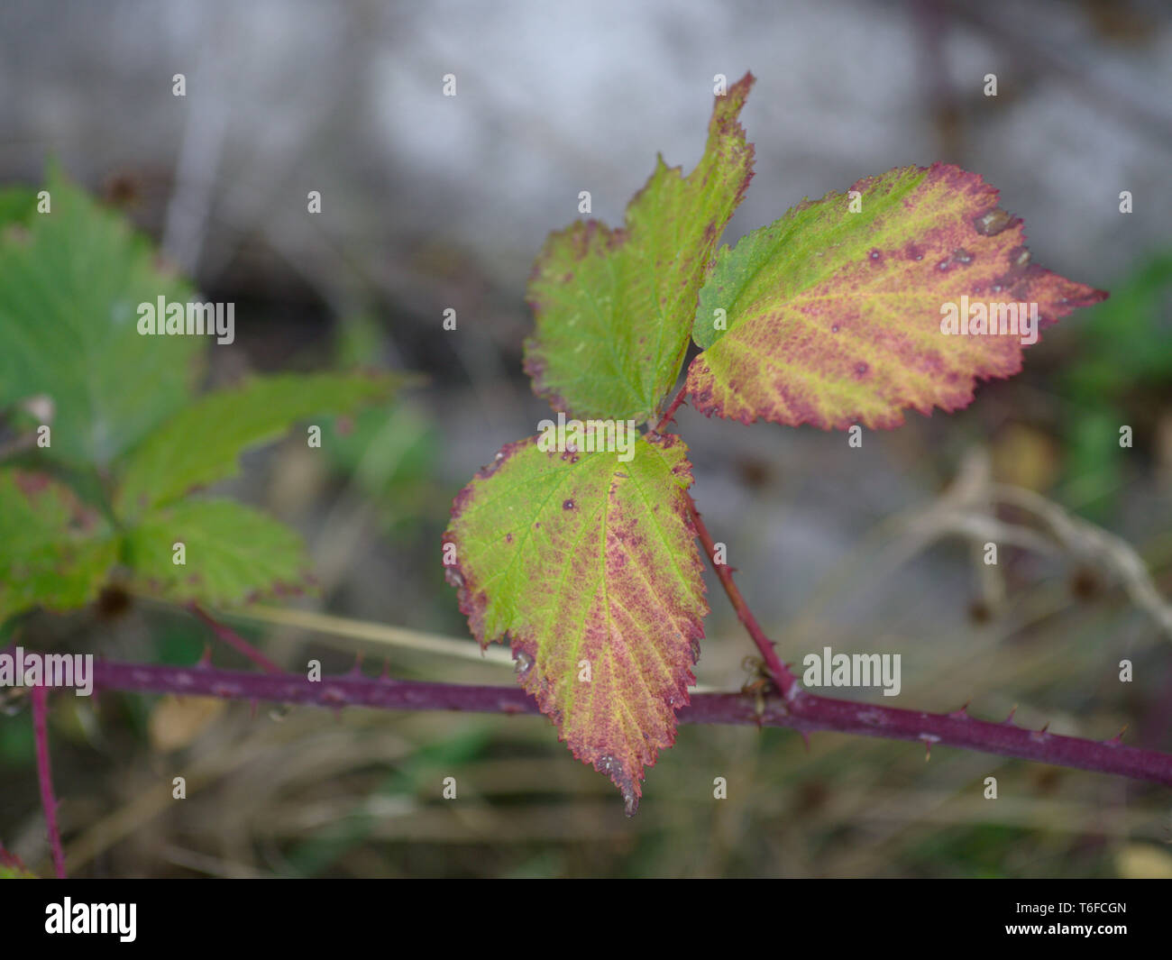 Reddish purple colored leaves on a twig with thorns Stock Photo
