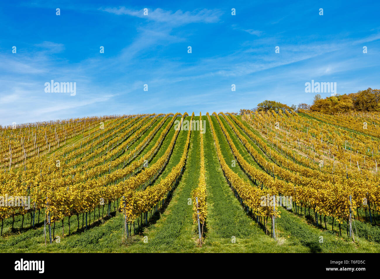 Autumnal view of vineyard in Vienna (Austria) Stock Photo