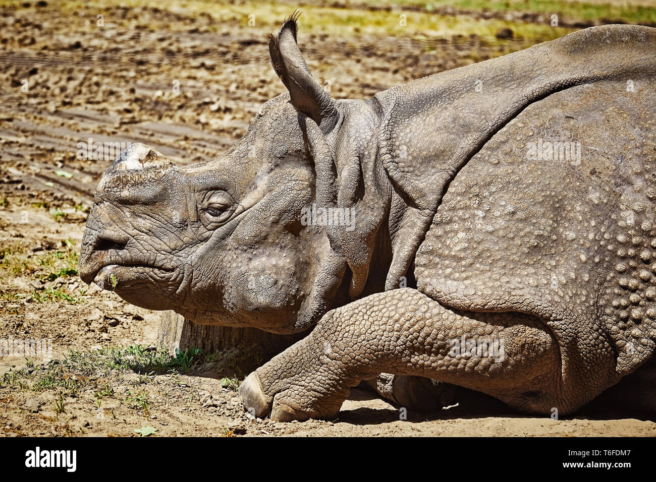 Portrait of Rhinoceros Stock Photo
