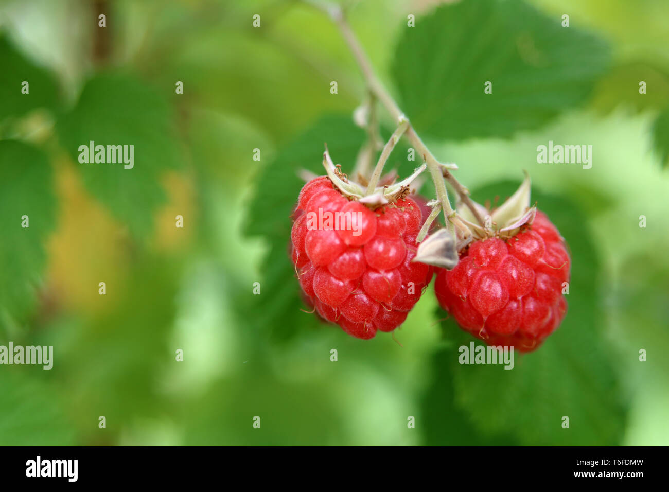 Raspberries shrub hi-res stock photography and images - Alamy