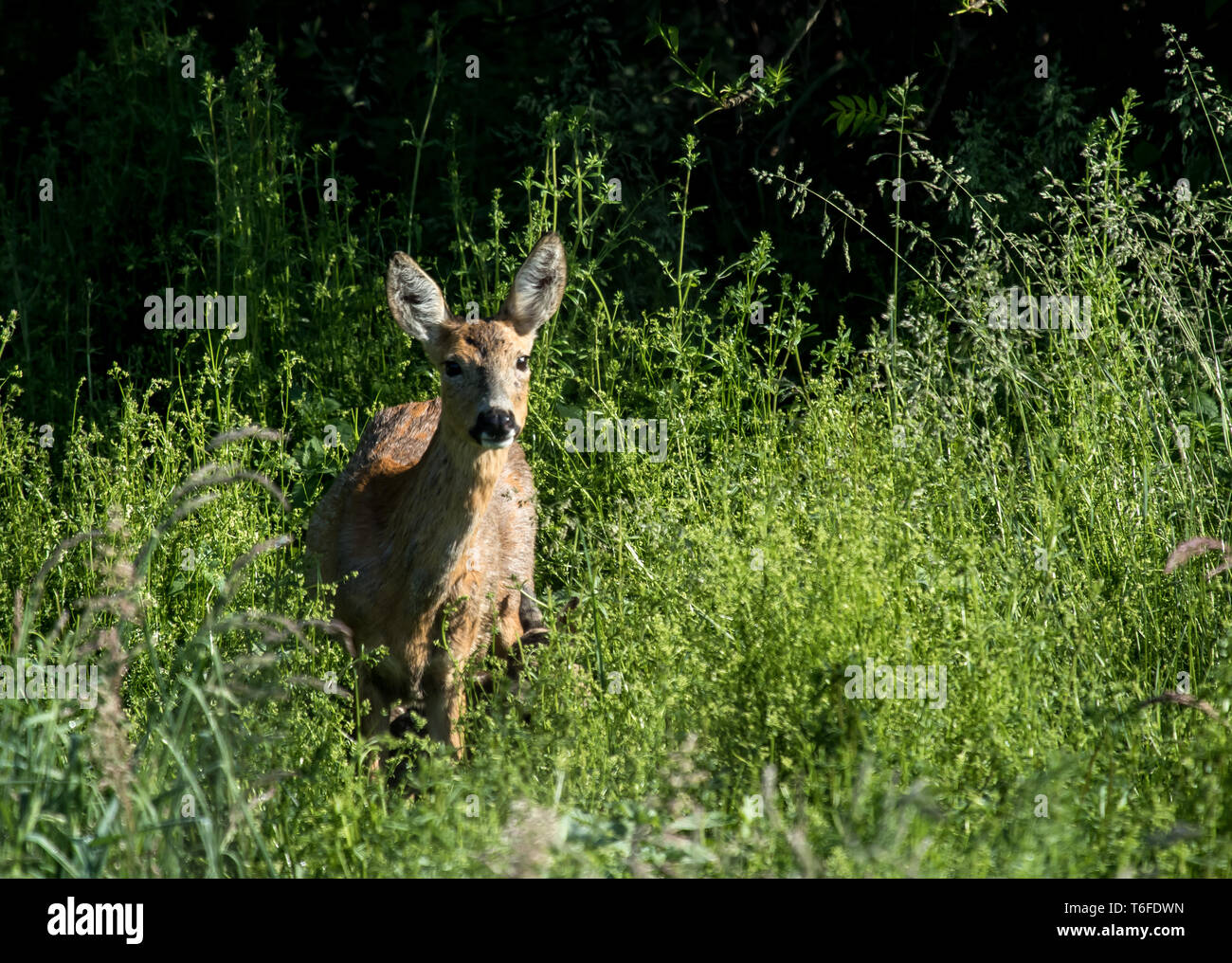 Doe roe deer female hi-res stock photography and images - Alamy