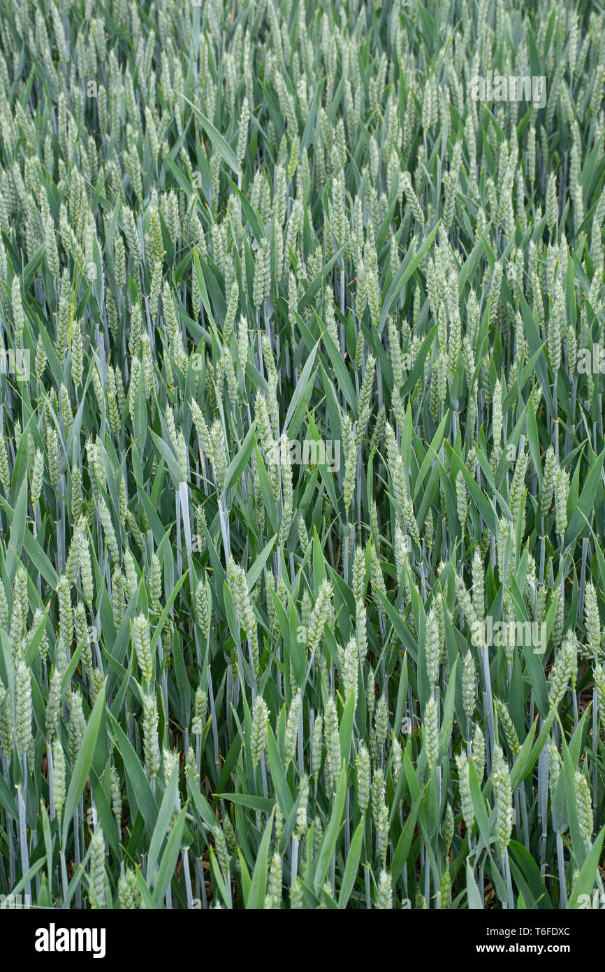 Green wheat in field Stock Photo