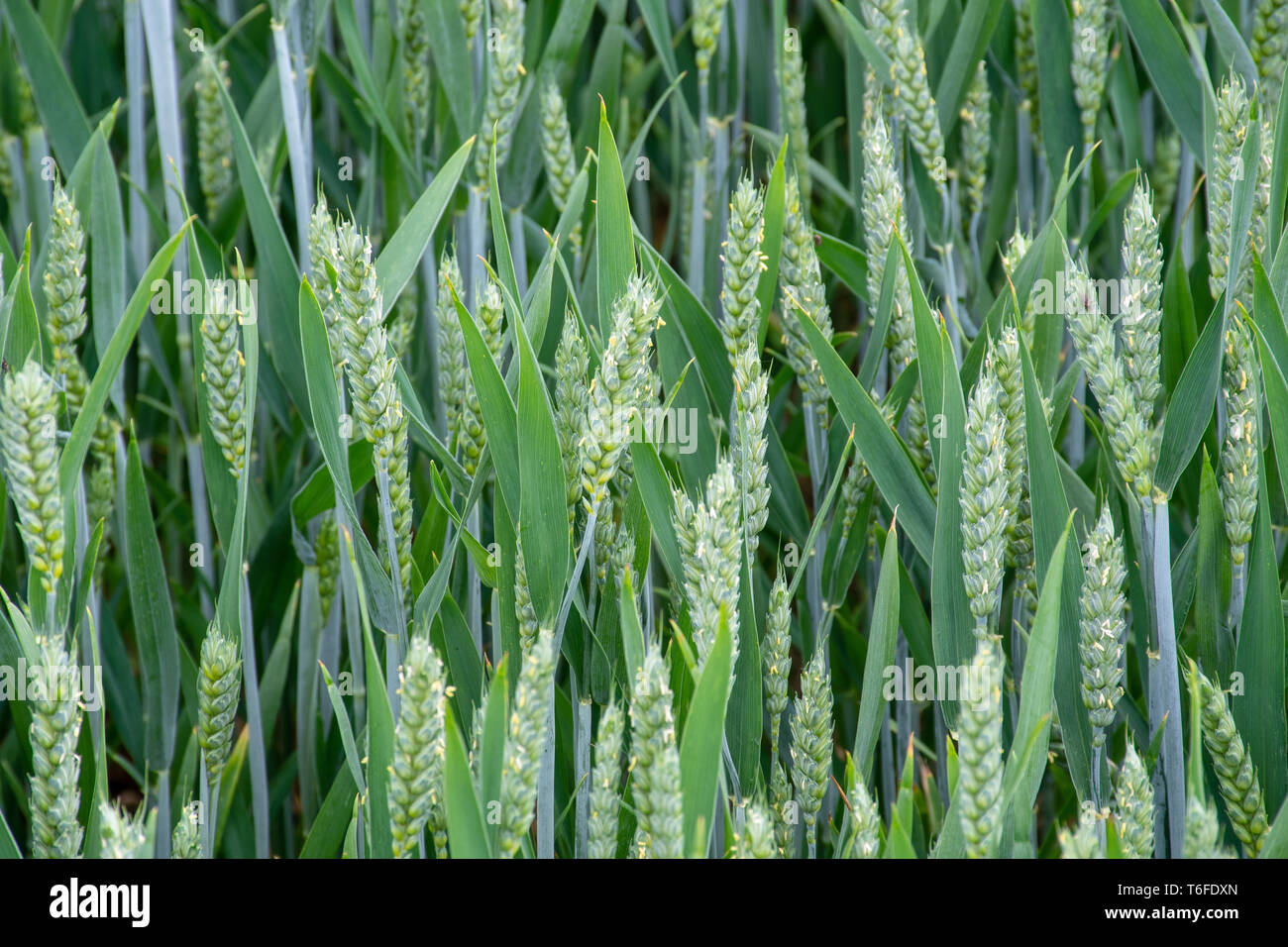 Unripe green wheat  in field Stock Photo