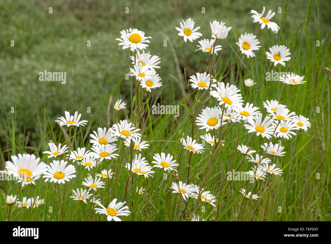 Large group of wild daisies with grass background Stock Photo