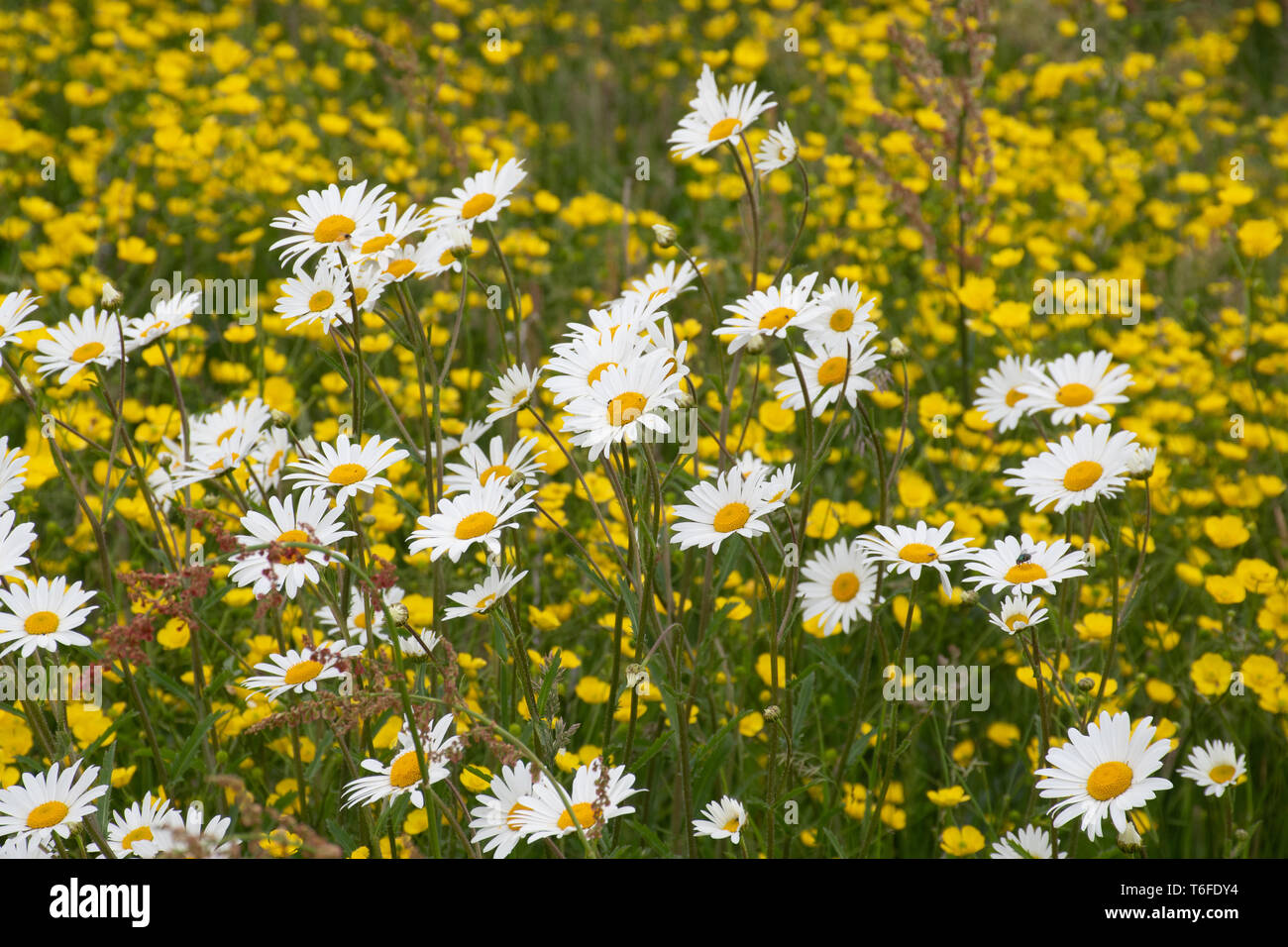 Large group of wild daises with buttercups Stock Photo
