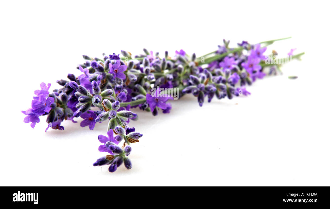 Lavender flower isolated on white background Stock Photo - Alamy