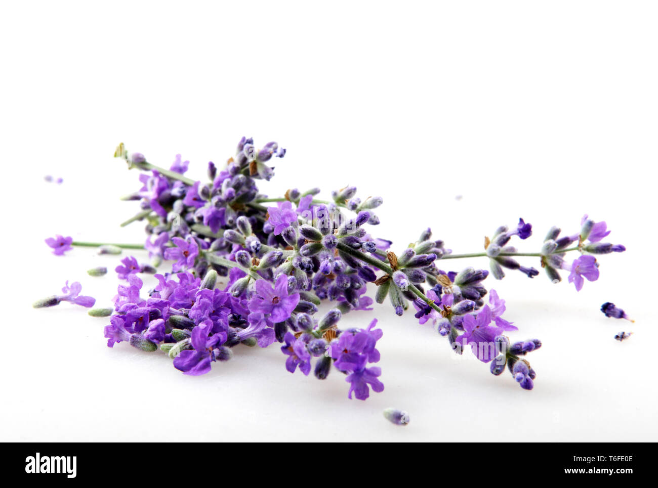 Lavender flower isolated on white background Stock Photo - Alamy