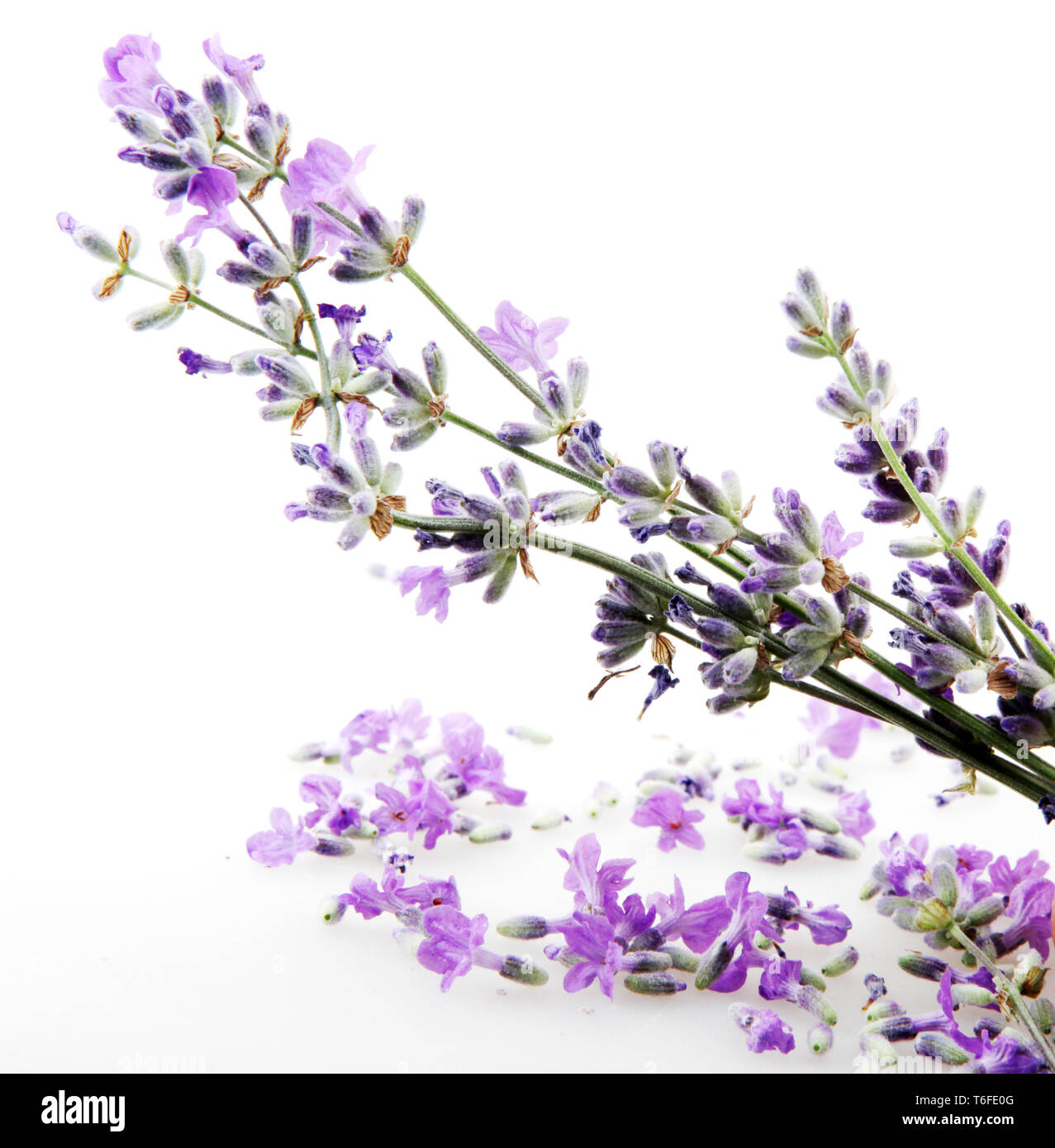 Lavender flower isolated on white background Stock Photo - Alamy