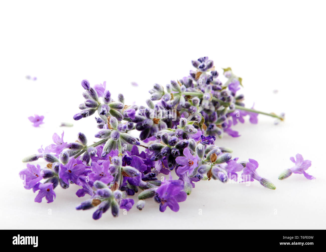 Lavender flower isolated on white background Stock Photo - Alamy