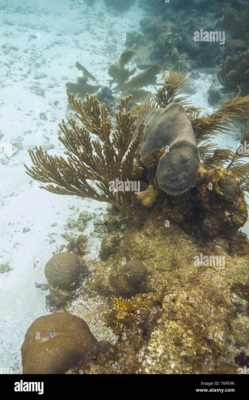 Coral and sponge in a reef Stock Photo