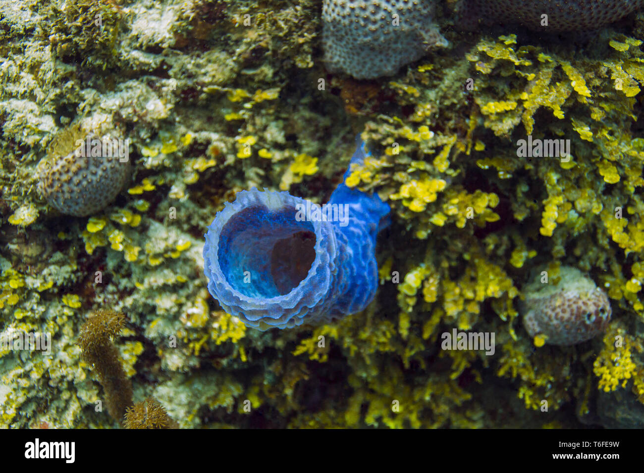 blue branching vase sponge Stock Photo Alamy