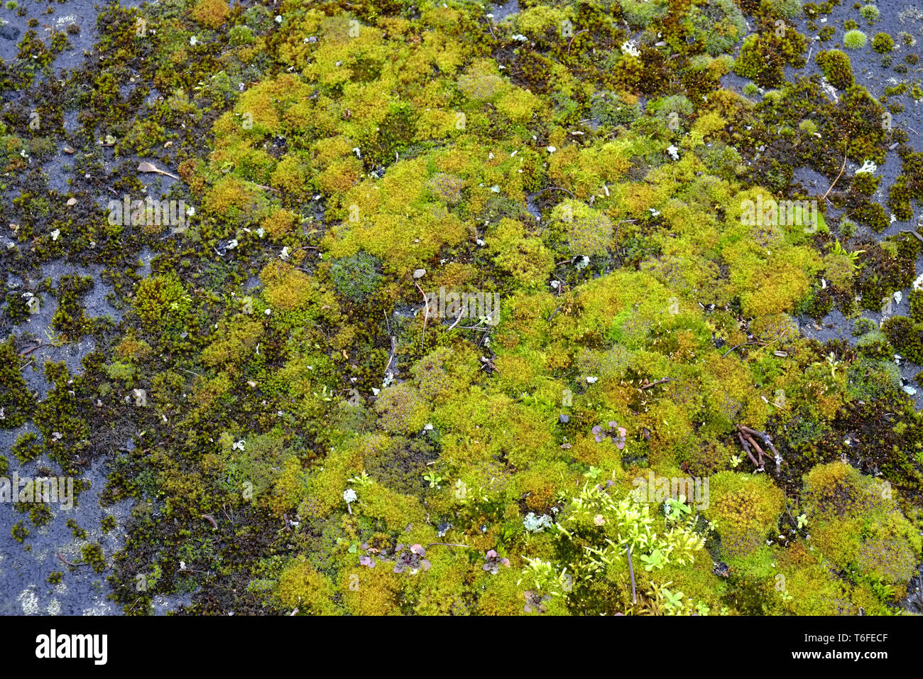 Moss, moss varieties Stock Photo