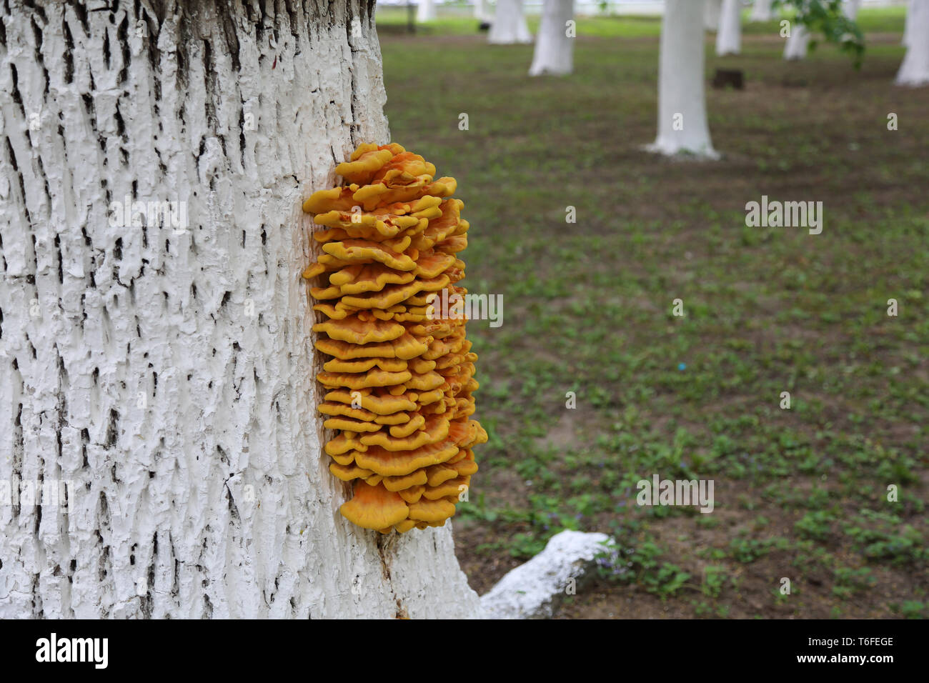 Mushrooms on the trunk of a tree Stock Photo - Alamy