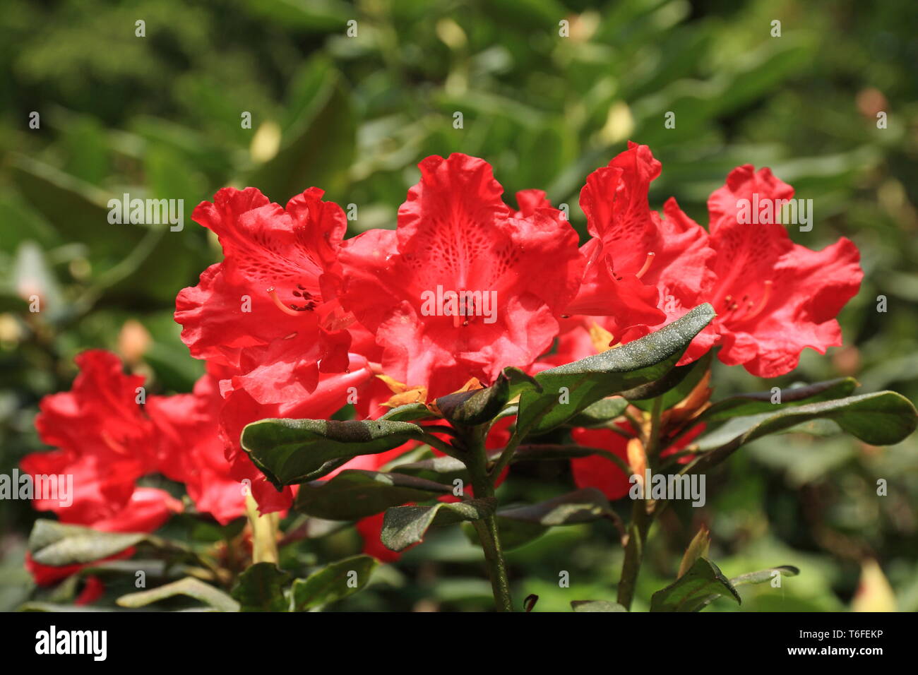 Red blooming rhododendron Stock Photo