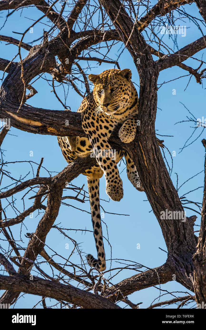 Satisfied leopard resting on a tree Stock Photo