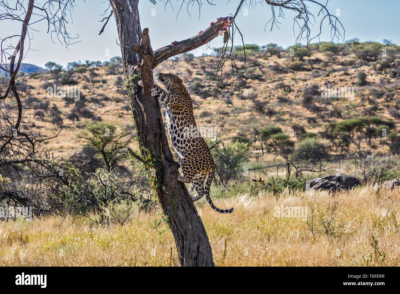 African leopard climbs on a tree Stock Photo