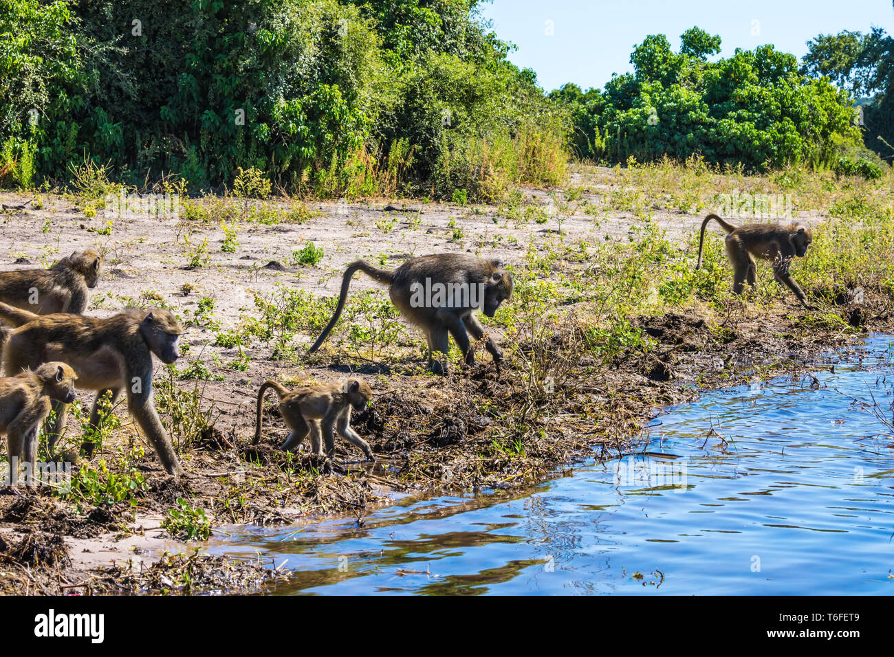 The baboons at a watering place Stock Photo