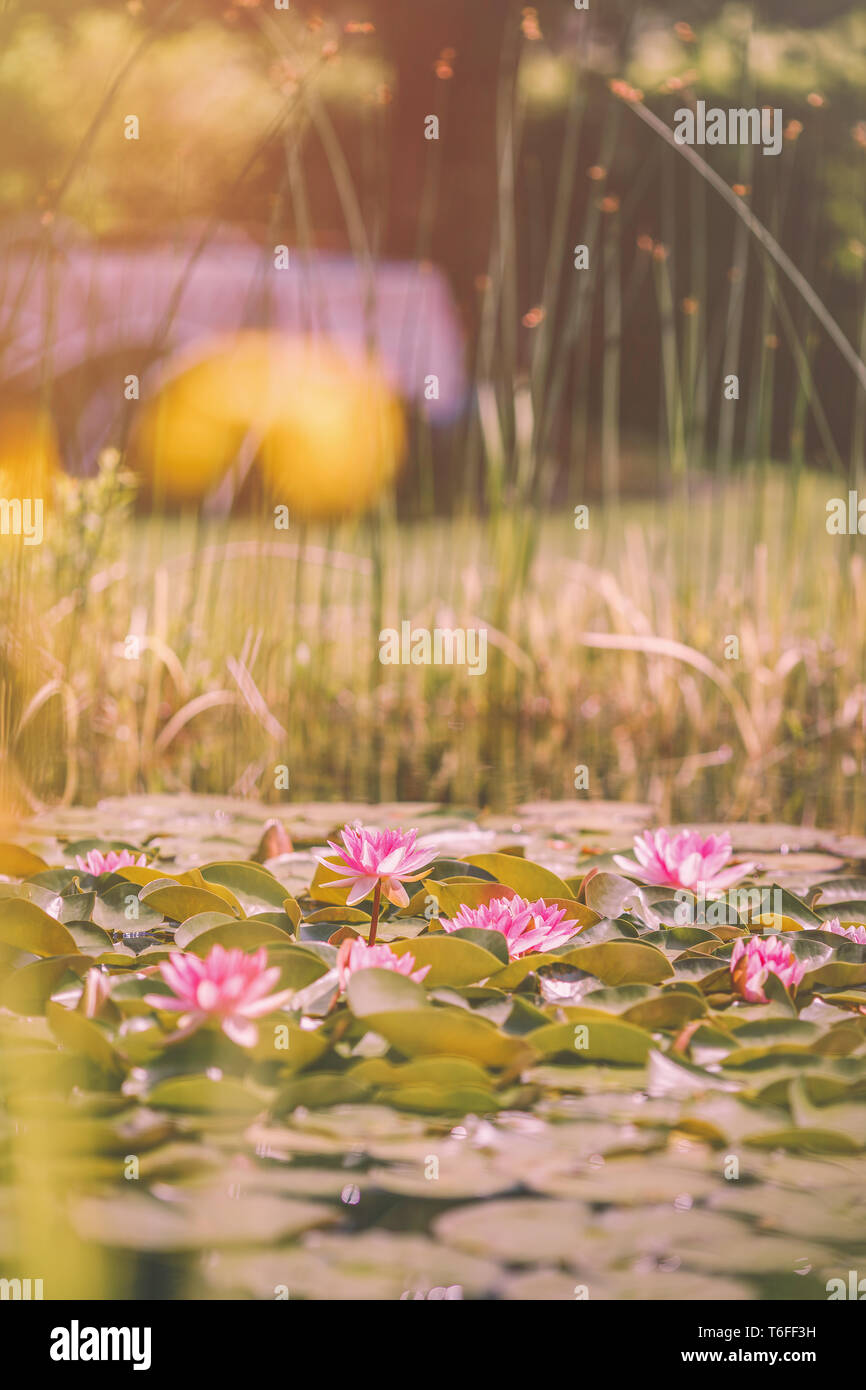 Water lilies floating on pond on a sunny summer afternoon Stock Photo