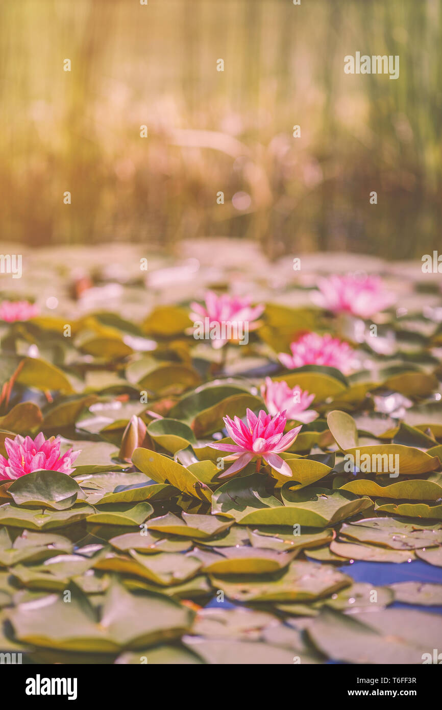 Water lilies floating on pond on a sunny summer afternoon Stock Photo