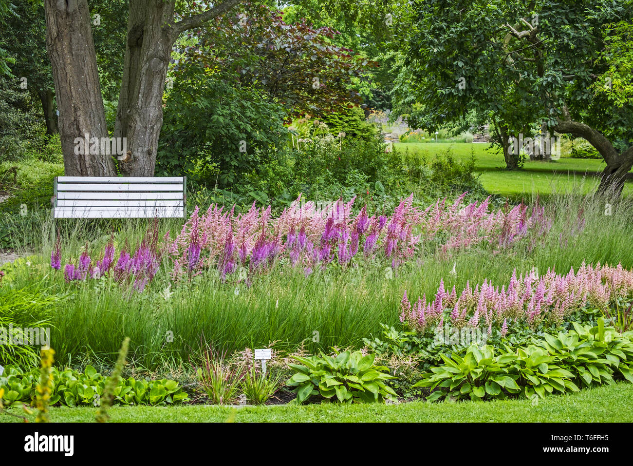 Perennial flowerbed with grasses Stock Photo