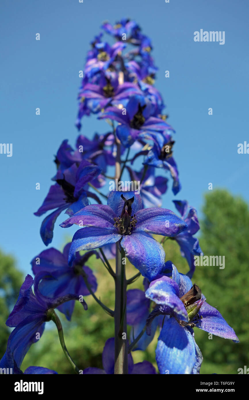 Delphinium bed hi-res stock photography and images - Alamy