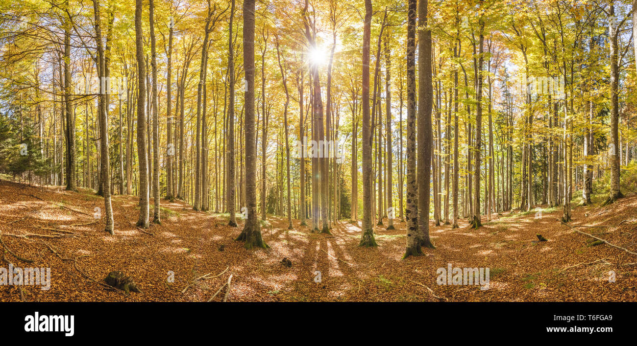 autumn in forest with beech trees and sunbeams Stock Photo