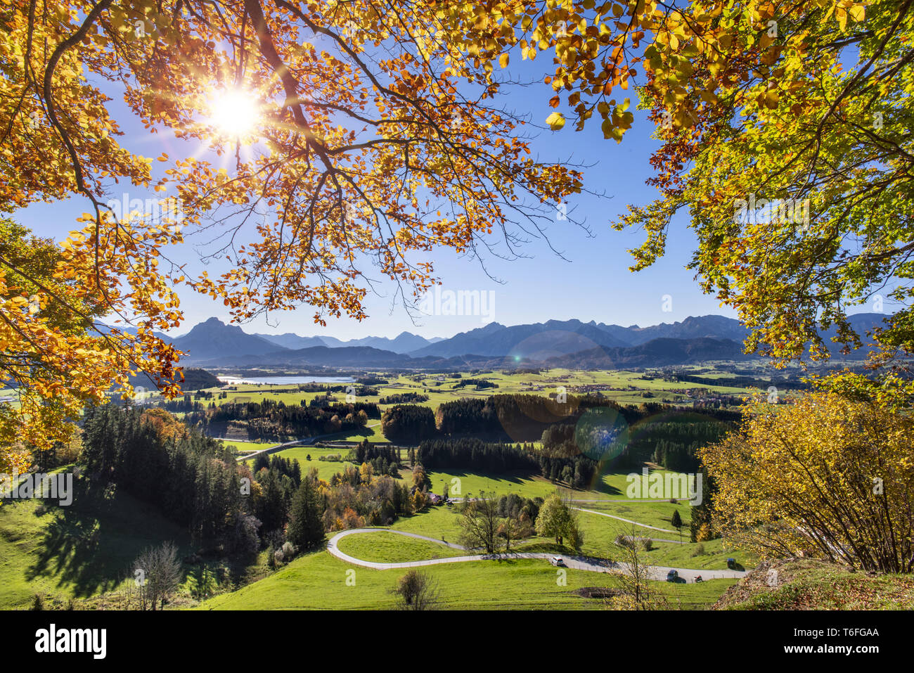 autumn in forest with beech trees and sunbeams Stock Photo